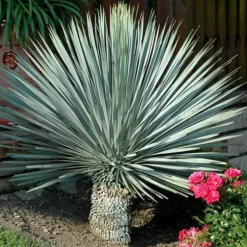 Big Bend Yucca Rostrata - 3 Gallon Pot -Green Garden Outdoor Shop yucca rostrata big bend beaked yucca 19