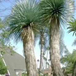 Big Bend Yucca Rostrata - 3 Gallon Pot -Green Garden Outdoor Shop yucca rostrata big bend beaked yucca 21