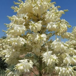 Sapphire Skies Big Bend Yucca Rostrata - 1 Gallon Pot -Green Garden Outdoor Shop yucca rostrata big bend beaked yucca 4 1