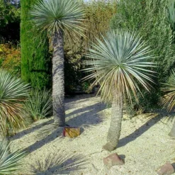 Sapphire Skies Big Bend Yucca Rostrata - 1 Gallon Pot -Green Garden Outdoor Shop yucca rostrata big bend beaked yucca 7 1