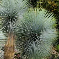 Big Bend Yucca Rostrata - 3 Gallon Pot -Green Garden Outdoor Shop yucca rostrata big bend beaked yucca 9
