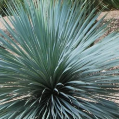 Sapphire Skies Big Bend Yucca Rostrata - 1 Gallon Pot -Green Garden Outdoor Shop yucca rostrata sapphire skies 4