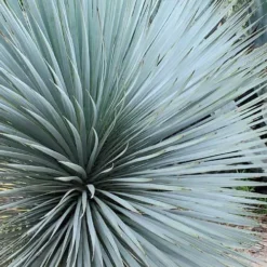 Sapphire Skies Big Bend Yucca Rostrata - 1 Gallon Pot -Green Garden Outdoor Shop yucca rostrata sapphire skies 7