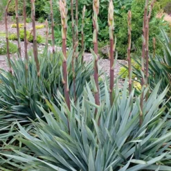 Silver Anniversary Yucca - 1 Gallon Pot 13 Silver Anniversary Yucca - 1 Gallon Pot -Green Garden Outdoor Shop yucca silver anniversary 1