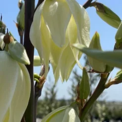 Silver Anniversary Yucca - 1 Gallon Pot 12 Silver Anniversary Yucca - 1 Gallon Pot -Green Garden Outdoor Shop yucca silver anniversary 2