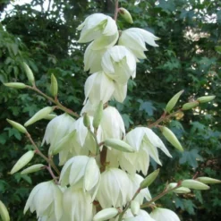 Silver Anniversary Yucca - 1 Gallon Pot 10 Silver Anniversary Yucca - 1 Gallon Pot -Green Garden Outdoor Shop yucca silver anniversary 3