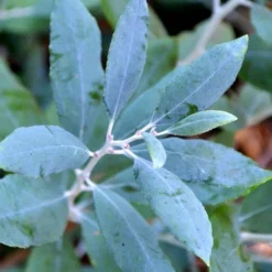 Woodlanders Blue Dusty Zenobia (Honeycup) - 3 Gallon Pot -Green Garden Outdoor Shop zenobia woodlanders blue 21