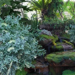 Woodlanders Blue Dusty Zenobia (Honeycup) - 3 Gallon Pot -Green Garden Outdoor Shop zenobia woodlanders blue 25